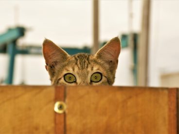 可爱小花猫偷窥图片