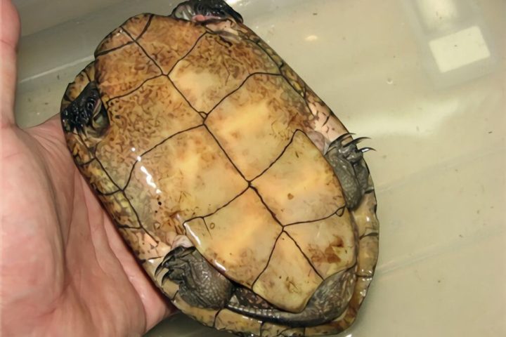 拟眼斑水龟身份信息