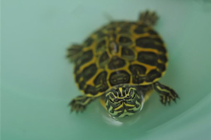 阿拉巴马红肚龟身份信息