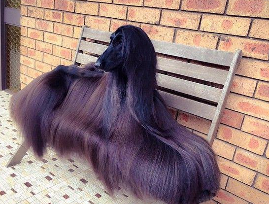 最美阿富汗猎犬 | 世界最漂亮的狗？发如黑瀑，阿富汗猎犬，网络爆红