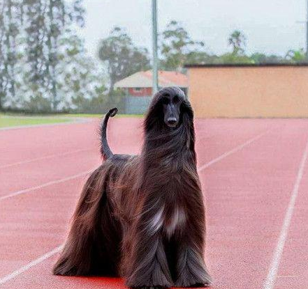 最美阿富汗猎犬 | 世界最漂亮的狗？发如黑瀑，阿富汗猎犬，网络爆红