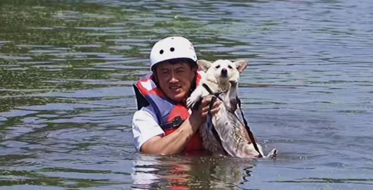 狗命也是命！河南新乡救援力量只顾救人，引发爱犬组织强烈不满