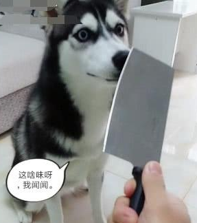 哈士奇把牙膏当营养膏,啃坏了十瓶牙膏之后,主人:晚上炖狗肉汤