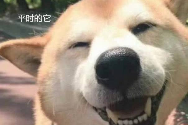 带狗子去动手术,大夫笑着跑出去,主人家进来一瞧双眼发傻