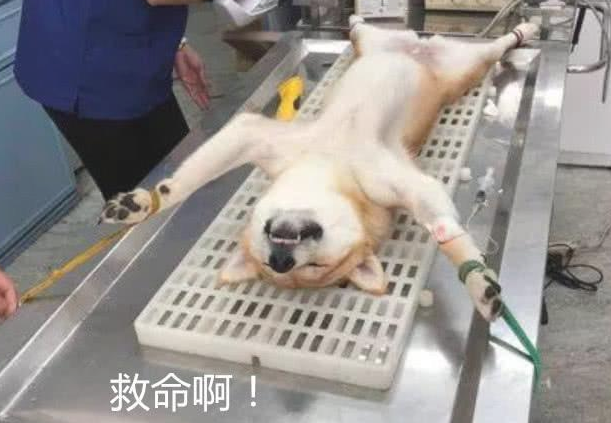 带狗子去动手术,大夫笑着跑出去,主人家进来一瞧双眼发傻