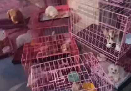 男孩凌晨救下30只宠物狗！店主：送一只
