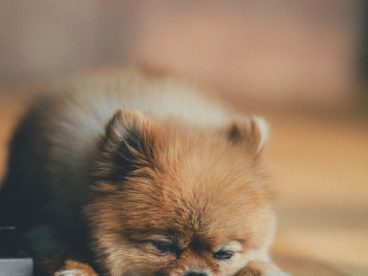 可爱迷你小狗狗图片