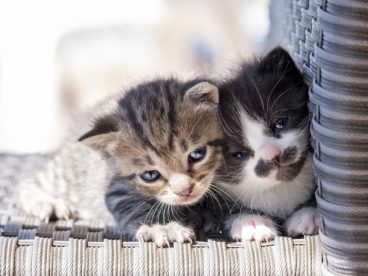 两只可爱小猫咪图片