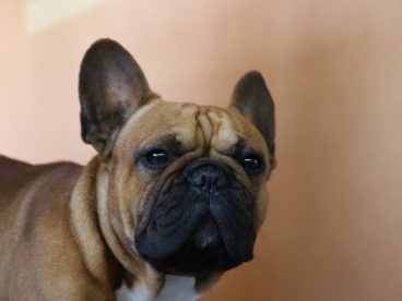 法国斗牛犬头部特写图片