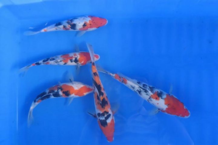 大正三色锦鲤身份信息