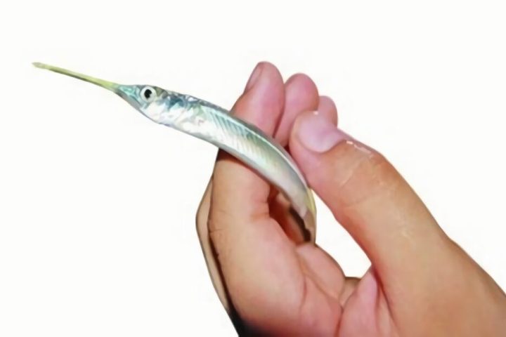 针嘴鱼身份信息