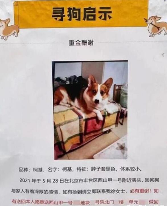 北京“寻狗赠房”事件余波未平：有人篡改信息