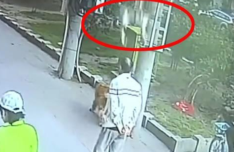 高空坠猫砸中路过老人,金毛犬拦截涉事猫竟成亮点