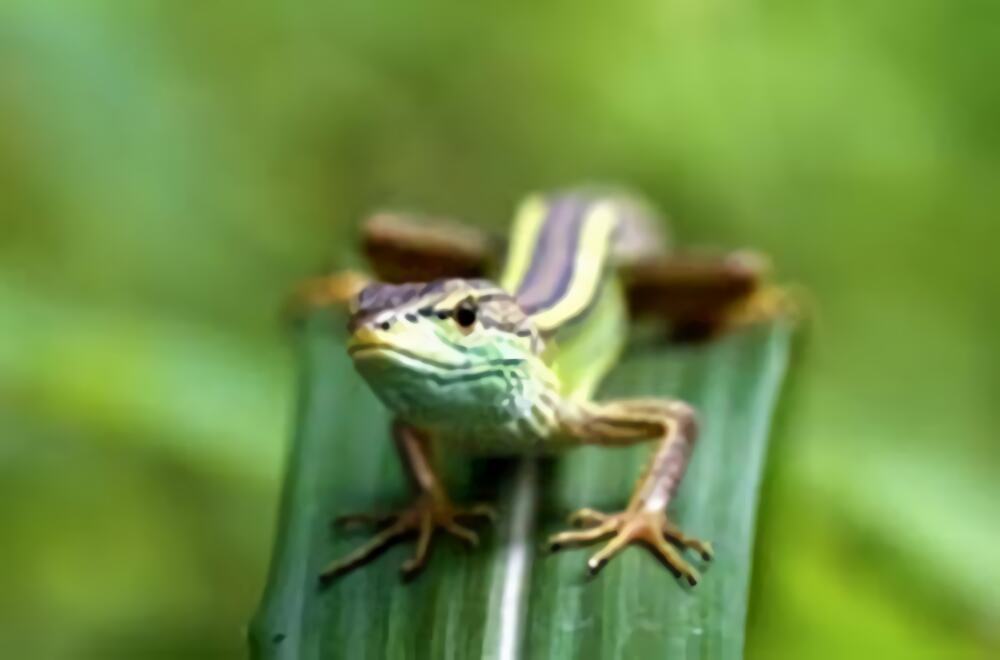 北草蜥身份信息