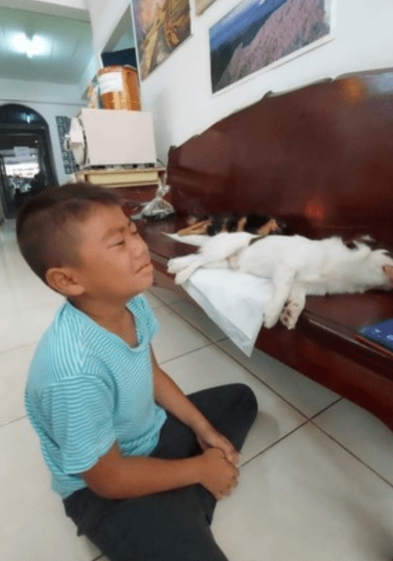 狗狗绝育后麻药未退，小男孩误以为它们死了，吓得跪地痛哭