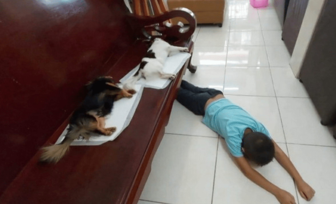 狗狗绝育后麻药未退，小男孩误以为它们死了，吓得跪地痛哭