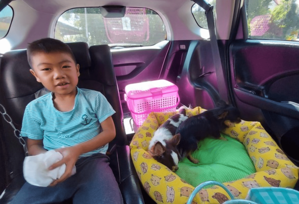 狗狗绝育后麻药未退，小男孩误以为它们死了，吓得跪地痛哭