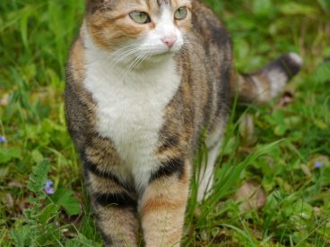 荒野草丛可爱小猫咪图片