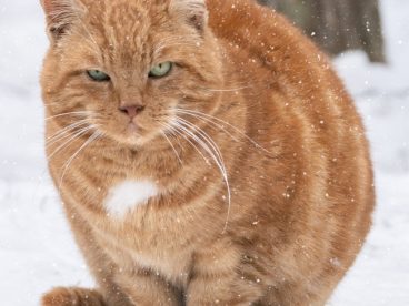 冬季雪地可爱小肥猫摄影图片