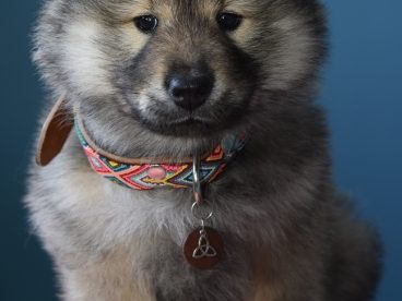 可爱幼犬狗狗图片