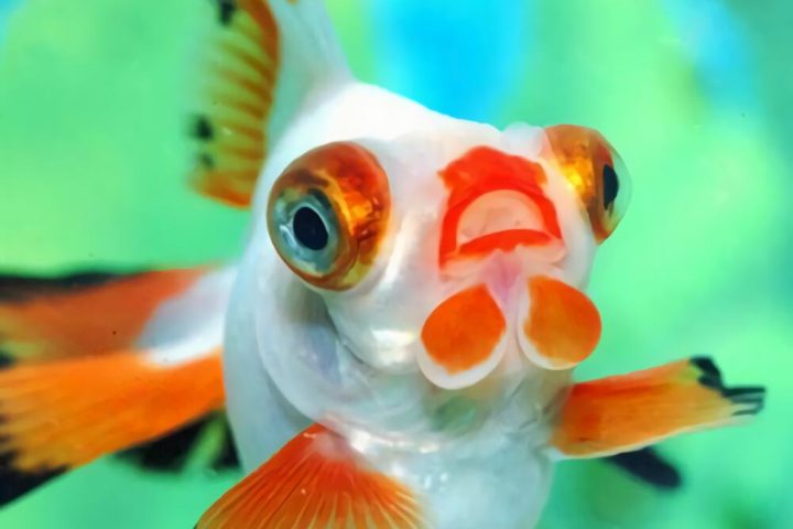 铁包金文鱼球身份信息