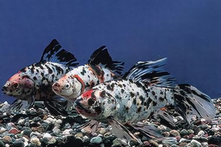 五花长尾草金鱼身份信息