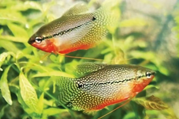 珍珠马甲身份信息