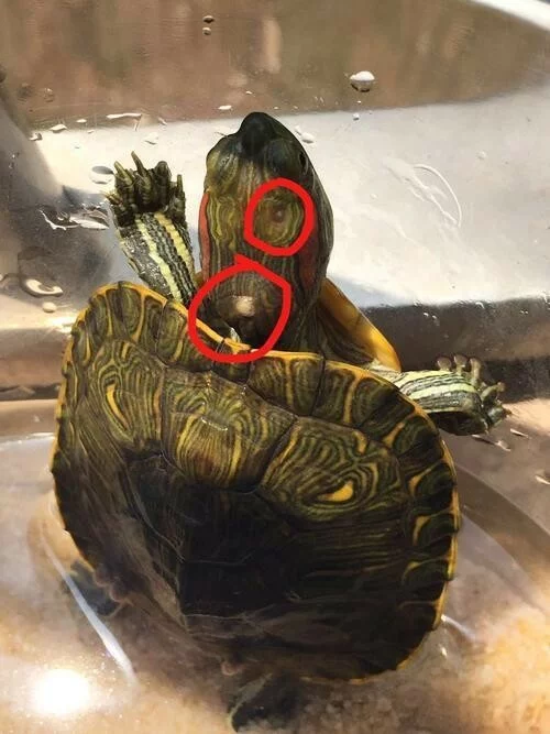 乌龟腐皮如何处理?聊一下简单且稳妥的处理方法