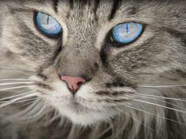 猫眼睛图片