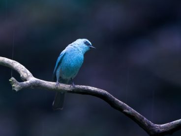 站在树枝上的野生蓝色小鸟图片