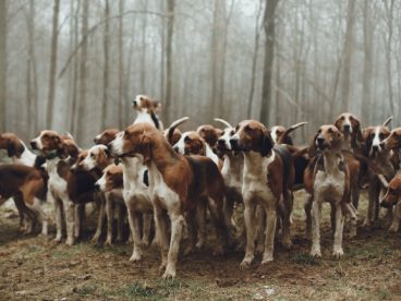 纯种惠比特犬图片