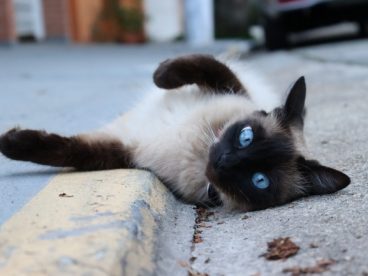 躺在地上的小猫图片