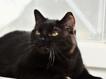 高冷黑色猫咪图片