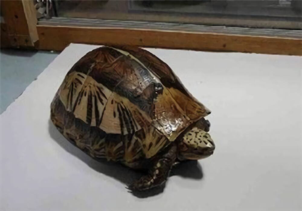 黄额闭壳龟身份信息