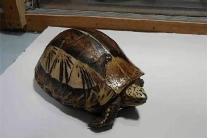 黄额闭壳龟身份信息