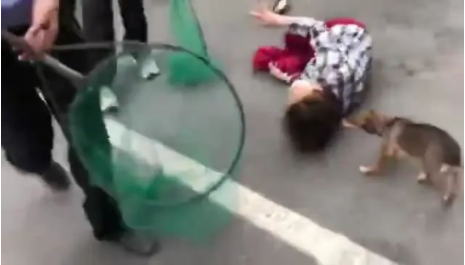 公安大规模执法抓狗,养狗大妈情绪崩溃倒地