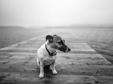 黑白中华田园犬图片