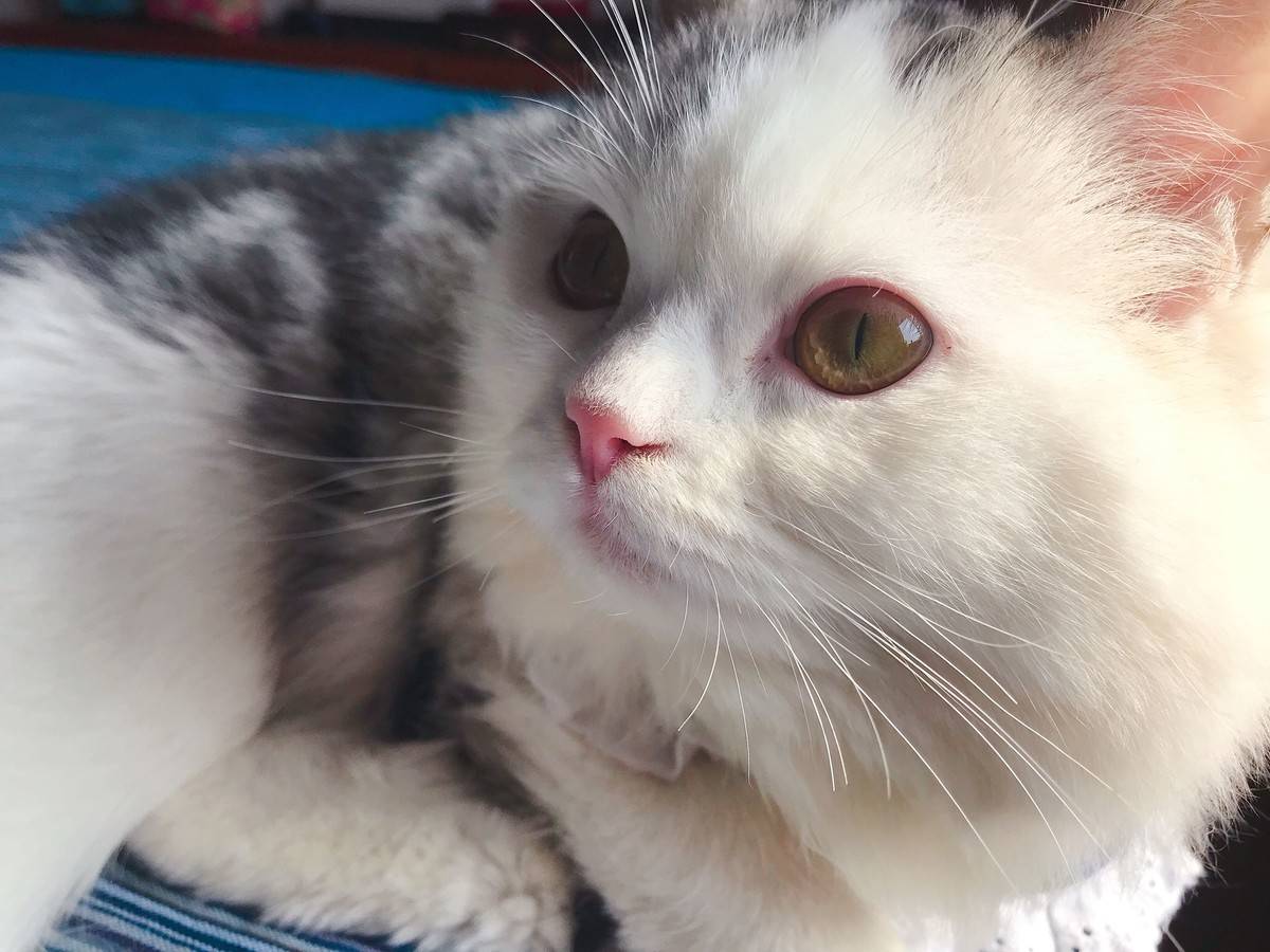 突然发现我们家猫跟微博网红馒头长的像呢，我们美牙黑眼线怎么没画上呢，太素颜啦