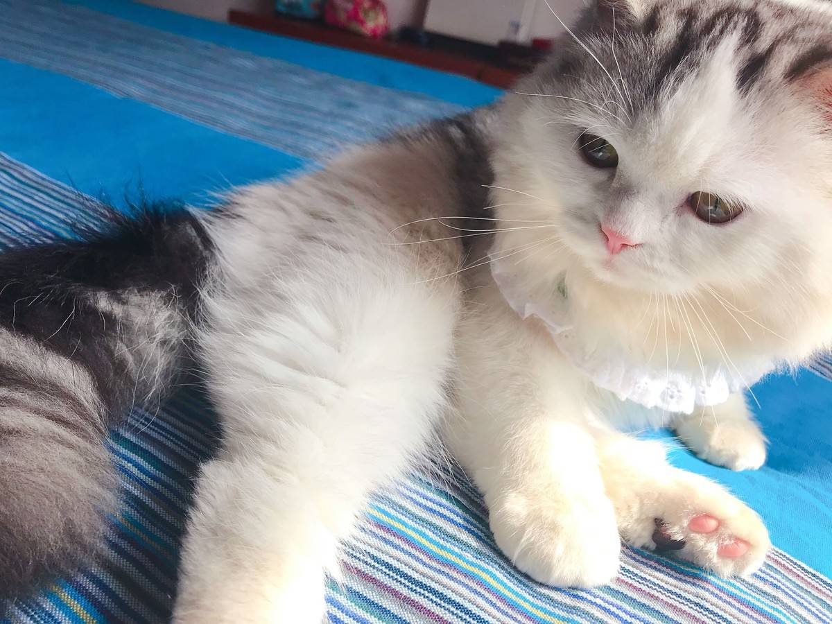突然发现我们家猫跟微博网红馒头长的像呢，我们美牙黑眼线怎么没画上呢，太素颜啦