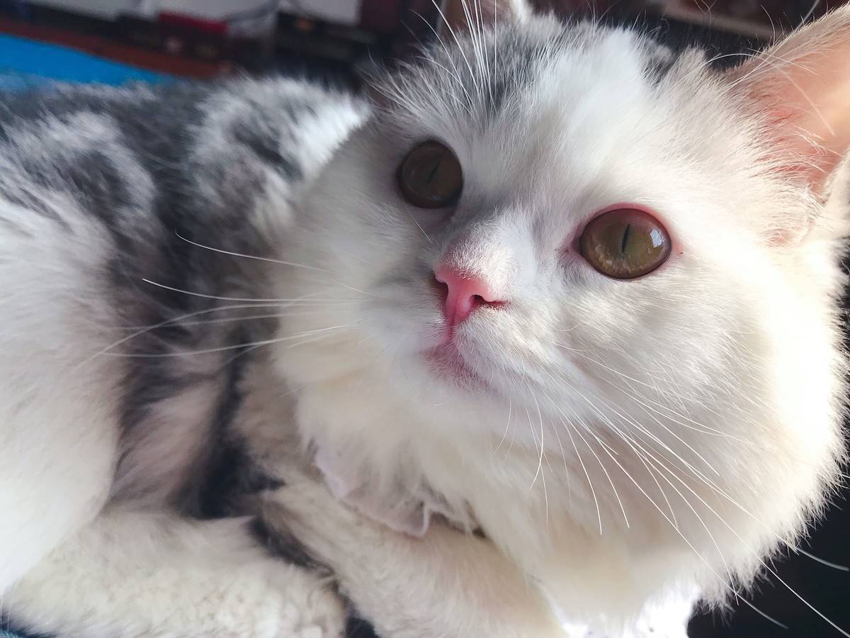 突然发现我们家猫跟微博网红馒头长的像呢，我们美牙黑眼线怎么没画上呢，太素颜啦