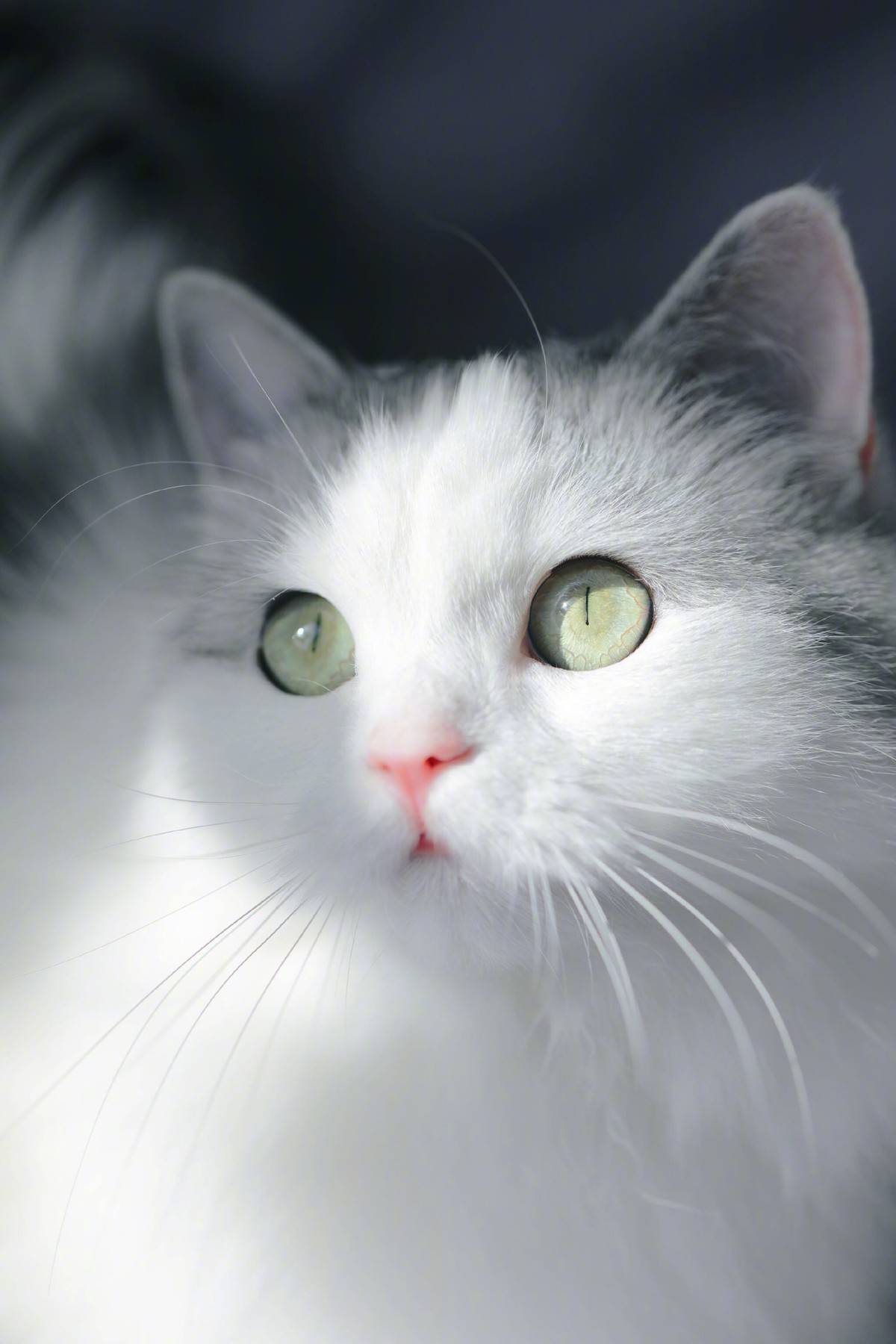 突然发现我们家猫跟微博网红馒头长的像呢，我们美牙黑眼线怎么没画上呢，太素颜啦