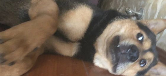 主人家趁狗入睡的情况下碰到它,它则是一脸嫌弃的小表情:我不整洁了
