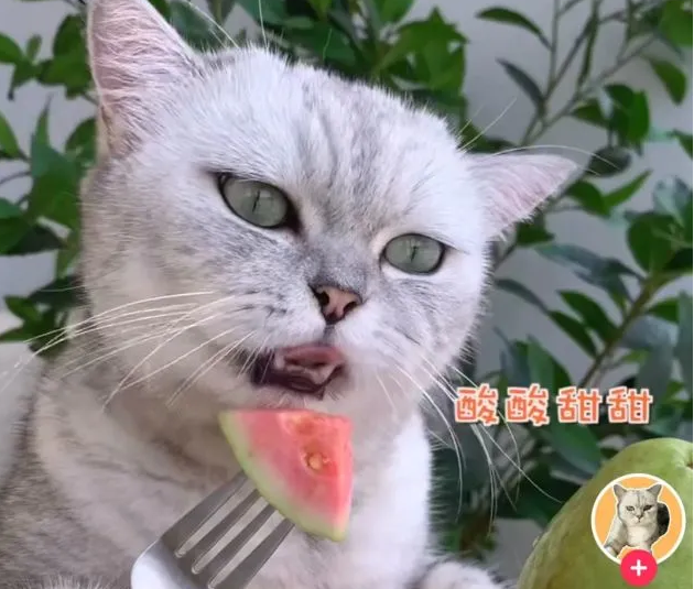 一只宠物狗，靠睡觉带货百万，月保底工资5000元