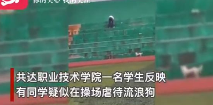 安徽职院内男子虐狗后高空抛狗致死，校方回应：系外来人员