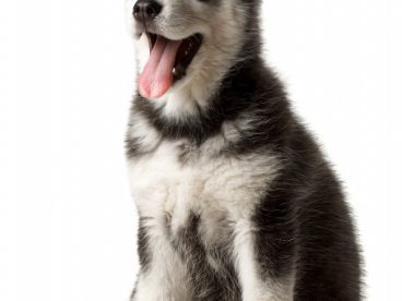 爱斯基摩犬图片