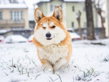 雪地里撒欢的威尔士柯基犬图片
