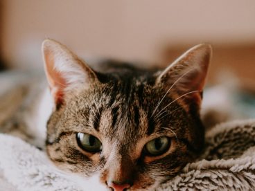 一只猫躺在床上图片