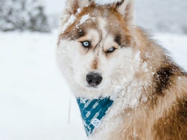 寒雪中的宠物狗图片