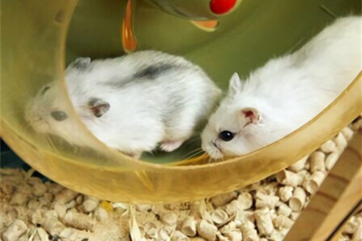 银狐仓鼠身份信息