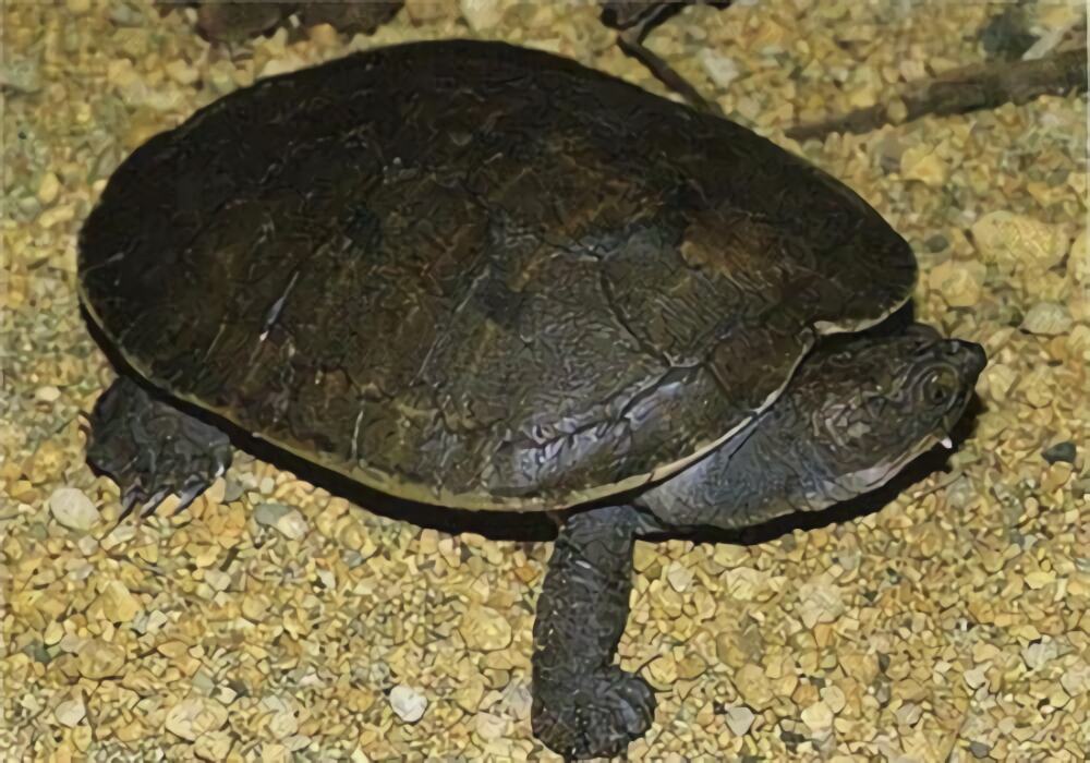 澳北盔甲龟身份信息